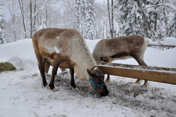 Reindeer in winter eat at the feeder, all in the snow, Russia