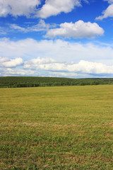 Fototapeta na wymiar Green field under the blue sky