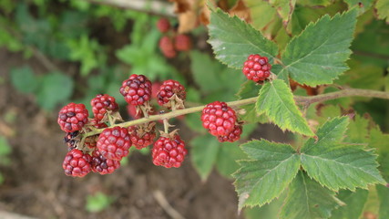 ripe blackberries on a bush branch top view