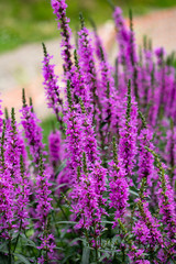 Garden pink flowers oblong shape on green background