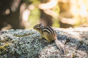 Striped chipmunk with dark eyes and short tail on stone in the forest.