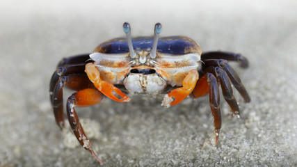 baby violinist crab with small orange claws on the sand, macro photo of the see life on the beach, a crustacean with eight legs, two telescopic eyes,  near the sea on Koh Phayam island, Thailand