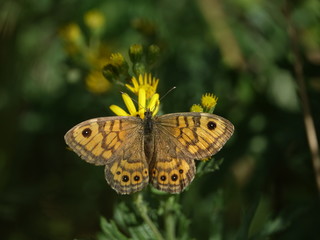 female wall brown butterfly (Lasiommata megera) feeding on wild flower