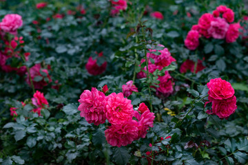 Pink roses on a background of dark green leaves