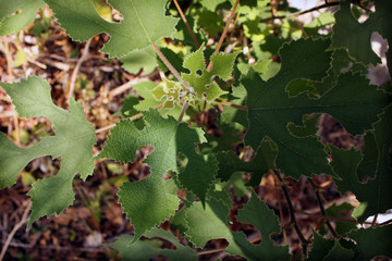 Feuilles découpées