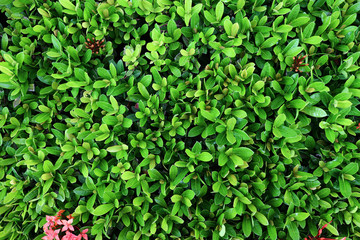 background of green leaves