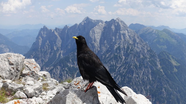 Alpendohle  im Ges&auml;use