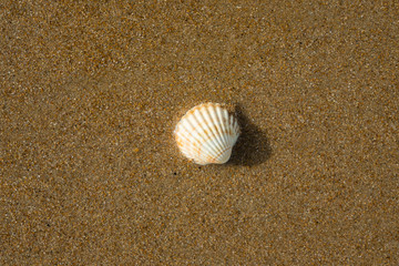 Fototapeta na wymiar shellfish on the beach sand