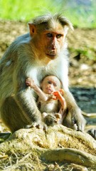 A baby monkey playing with its mother sitting on a thick outgrown tree root over the ground