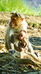 Fototapeta premium A baby monkey playing with its mother sitting on a thick outgrown tree root over the ground
