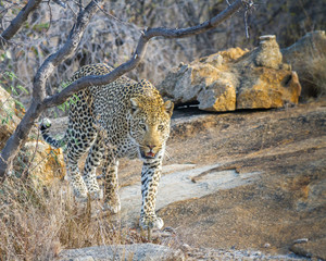 leopard walking