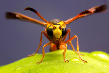 Close up of the Paper wasp on the green leaf in the deep forrest.  Top view of the yellow insect on green leave in the garden.