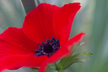 Fototapeta premium Anemone.