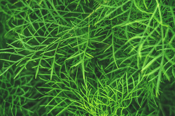 Background of thick and juicy green vegetation. Close up