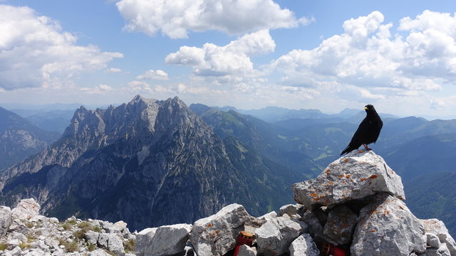 Alpendohle mit Ges&auml;use&uuml;berschreitung
