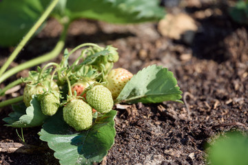 Strawberry berries growing on the branches in the vegetable garden.