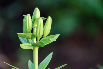 Obraz premium Beautiful flowers blooming in spring day.