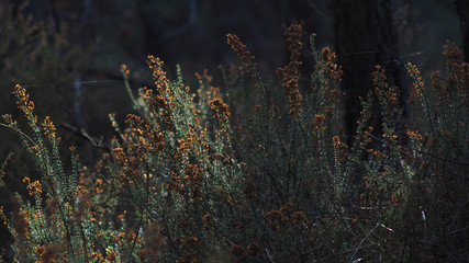 Champs de bruyères illuminées par un rayon de soleil s'infiltrant à travers les arbres