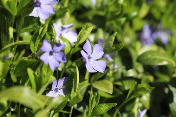Blue periwinkle flowers on a background of green leaves