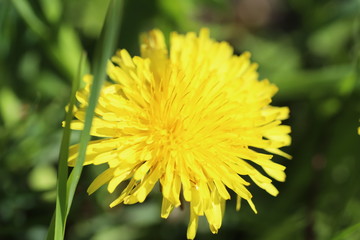 Bright yellow dandelion flower on green background