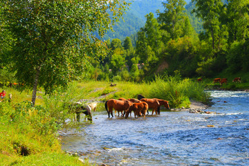 A herd of red, white, and brown horses graze in nature. Animals on free pasture eat green grass.