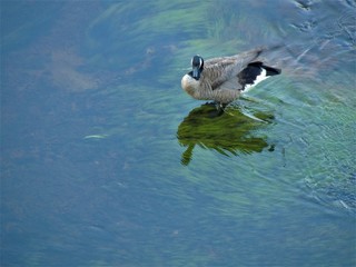 Fototapeta premium duck in the water