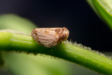 Close up of the Brown planthopper on green leaf in the garden. the  Nilaparvata lugens (Stal) on green brunch.