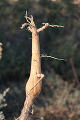 Dry root of datura