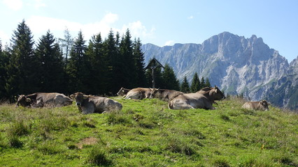 Admonter Reichenstein