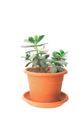 Small green Crassula (money tree)