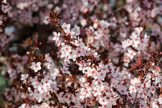 Bright small white flowers on plum tree