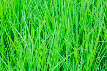 Fresh green grass background