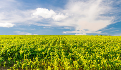 Scenic view at beautiful summer day in a corn shiny field with young green corn, deep blue cloudy sky and rows leading far away, valley landscape