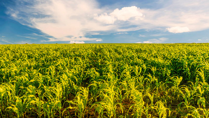 Scenic view at beautiful summer day in a corn shiny field with young green corn, deep blue cloudy sky and rows leading far away, valley landscape