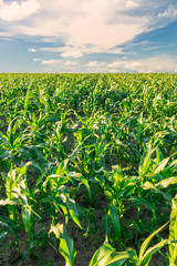 Scenic view at beautiful summer day in a corn shiny field with young green corn, deep blue cloudy sky and rows leading far away, valley landscape