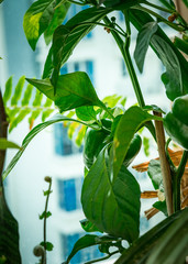 Green bell pepper hanging on tree in the balcony garden, can be eaten fresh or cooked.