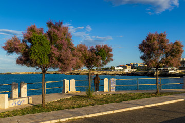 Bord de mer arborée en Italie