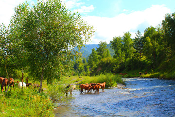A herd of red, white, and brown horses graze in nature. Animals on free pasture eat green grass.