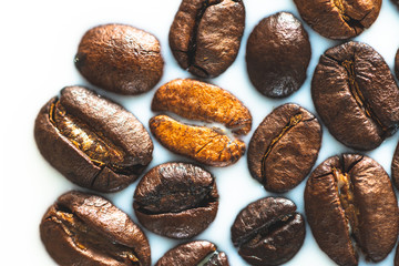 Roasted coffee beans on white milk background. Coffee beans in milk. Top view macro shot of arabica, robusta and iberica coffee seeds. 