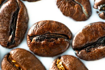 Roasted coffee beans on white milk background. Coffee beans in milk. Top view macro shot of arabica, robusta and iberica coffee seeds. 