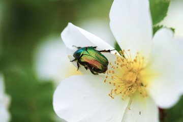 Macro photo of the Golden Bronzovka beetle sitting on a white rosehip flower