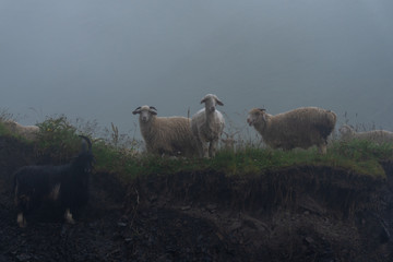sheeps on a mountain pasture on a foggy day. Georgia