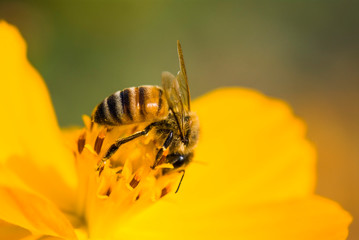 Close-up cosmos flowers with the bee, in the outdoor garden.