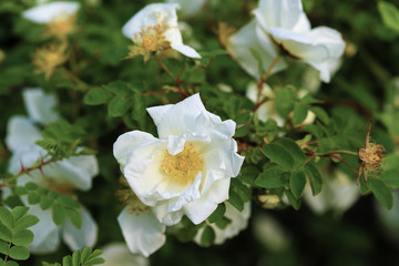 white rosehip flower with yellow center on a background of green leaves