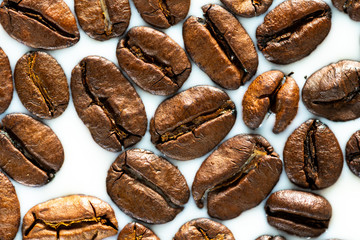 Roasted coffee beans on white milk background. Coffee beans in milk. Top view macro shot of arabica, robusta and iberica coffee seeds. 