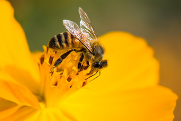 Close-up of cosmos flowers with the bee in the outdoor garden.