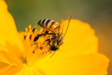 Focus on the bee collecting nectar in the cosmos flowers