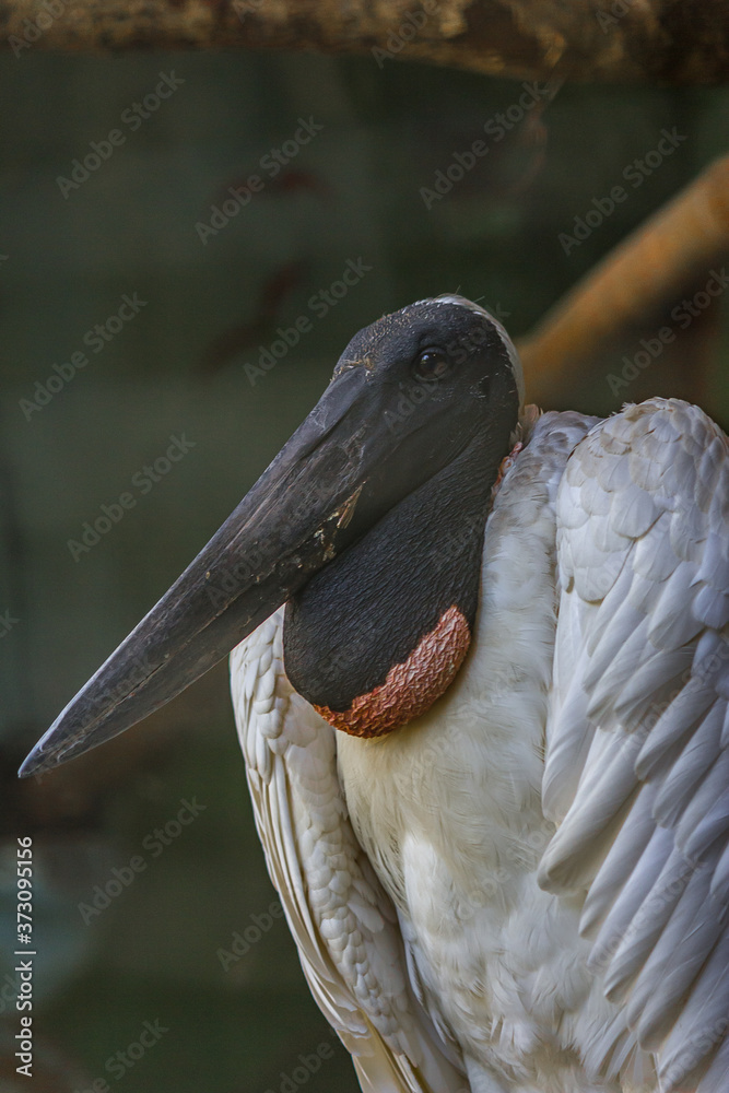 Poster brazilian yabiru (jabiru stork, jabiru mycteria) is a large stork found in the americas from texas t