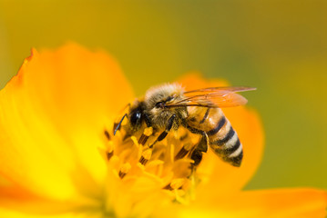 Close-up of cosmos flowers with the bee in the outdoor garden.