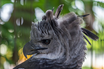 The harpy eagle (American harpy eagle, Harpia harpyja) is a neotropical species of eagle. In Brazil, the harpy eagle is also known as royal-hawk. It usually inhabits tropical lowland rainforests.